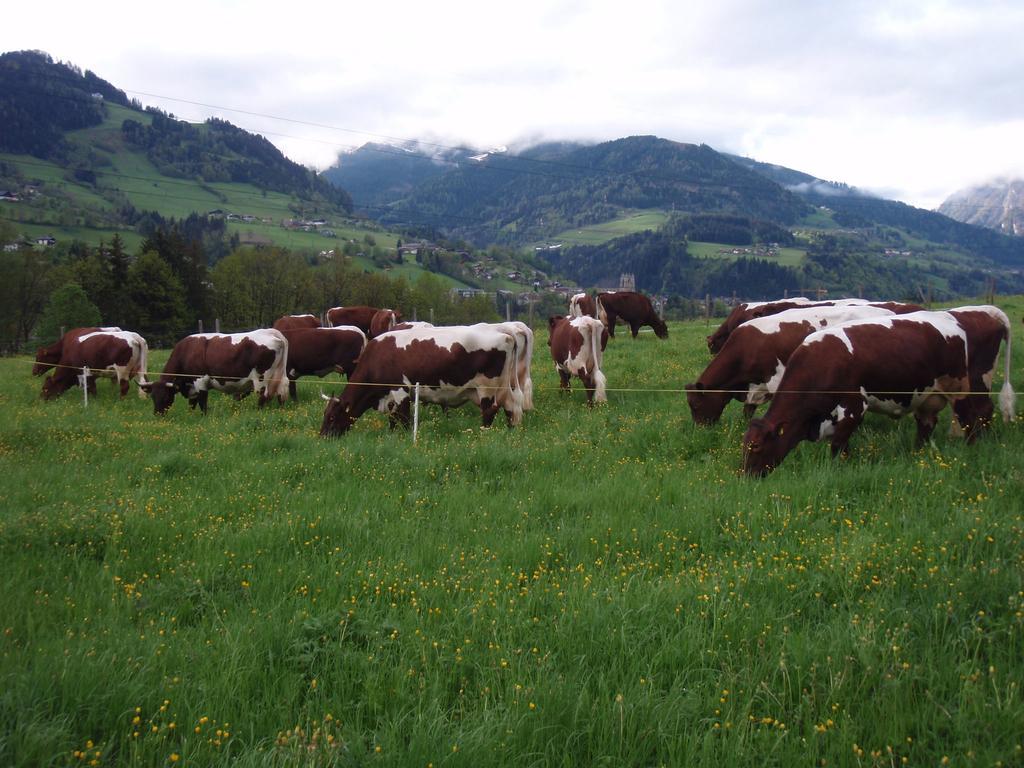 Palfnerhof Appartements Sankt Johann im Pongau Kültér fotó